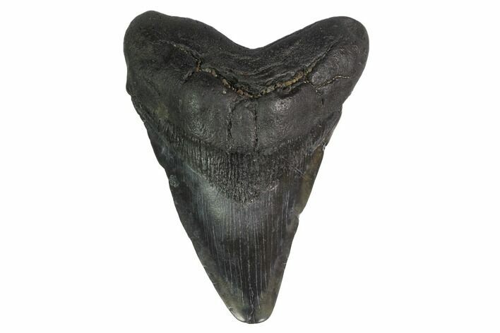 Fossil Megalodon Tooth - Georgia #144327